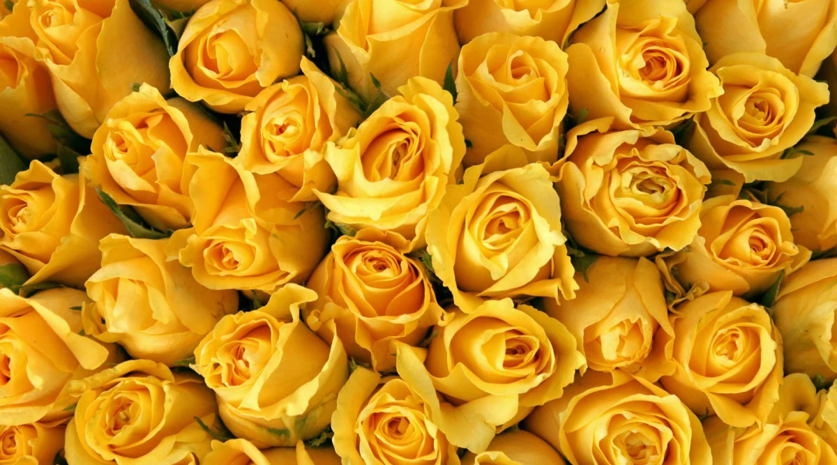 معنی گل رز زرد