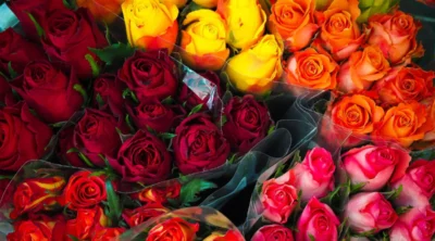 راهنمای کامل معنی و نماد انواع رنگ های گل رز