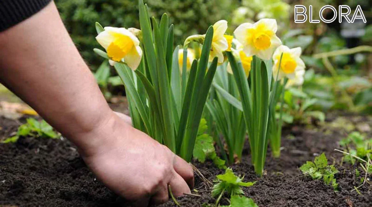 بهترین زمان کاشت برای گل نرگس