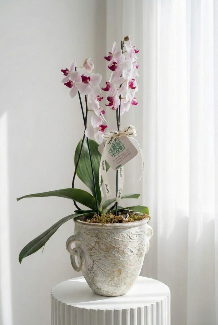 ارکیده مینیاتوری کد 7002 - Image 1