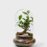 دو شیشه بنسای کد 8015