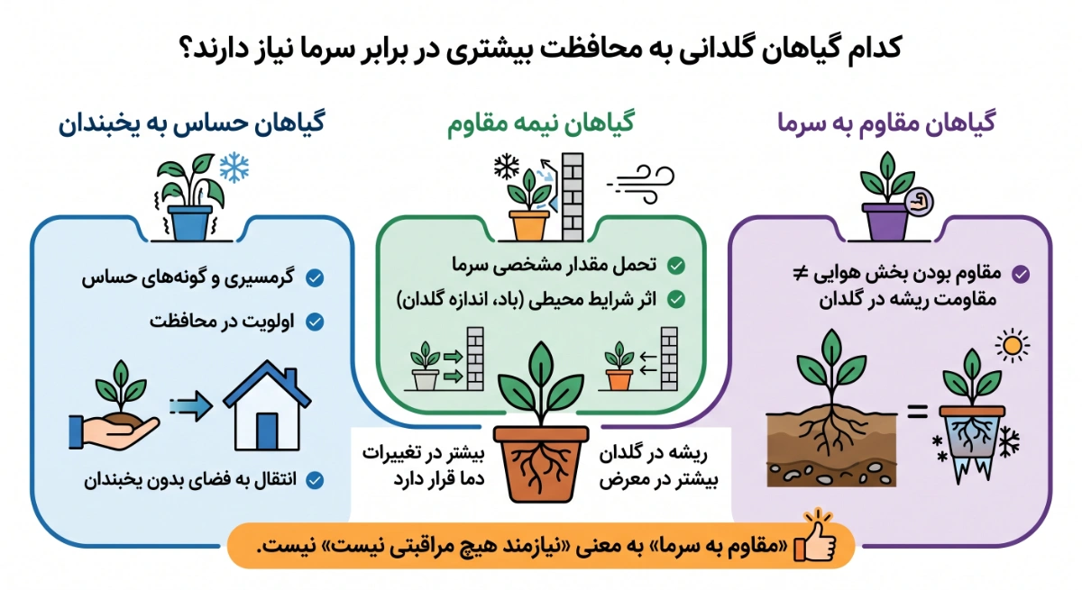 کدام گیاهان گلدانی به محافظت بیشتری در برابر سرما نیاز دارند؟